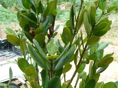 福木種植|フクギ（福木） (Garcinia subelliptica)の特徴,育て方,。